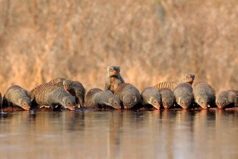 Zebra mongoose (Mungos mungo), adult, group, at the water, drinking, Kruger National Park, Kruger