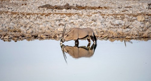 Gemsbok (Oryx gazella), Oryx standing in the water and drinking, Moringa waterhole, Etosha National
