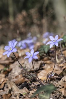 Liverwort (Hepatica nobilis), North Rhine-Westphalia, Germany, Europe