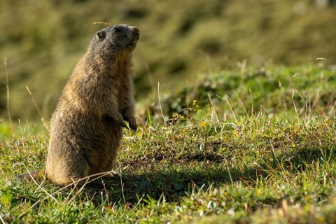 Marmot (Marmota marmota) in the morning sun, Tschagguns, Rätikon, Montafon, Vorarlberg, Austria,