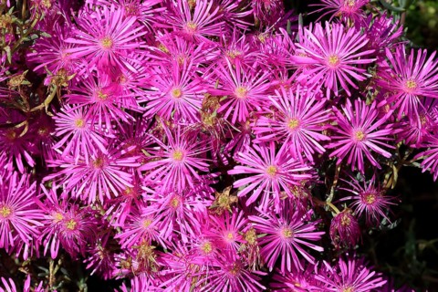 Midday flower (Delosperma), flower, in bloom, Kirstenbosch Botanical Gardens, Cape Town, South