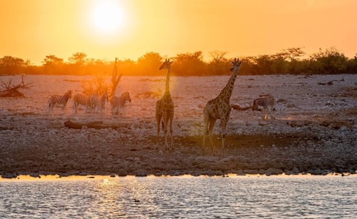 Angolan giraffe (Giraffa giraffa angolensis), two giraffes in the backlight at sunset, atmospheric