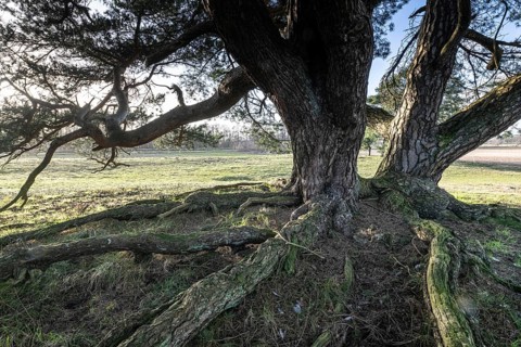 Old Scots pine (Pinus sylvestris), Emsland, Lower Saxony, Germany, Europe