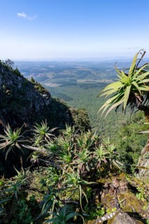 Krantz aloe (Aloe arborescens) growing on rocks, view at God's Window, canyon landscape, near