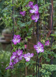 Clematis, clematis, North Rhine-Westphalia, Germany, Europe