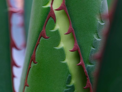 Macro photograph of a Ghiesbreght's Agave (Agave ghiesbreghtii)