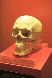 Ggantija temples visitor centre display museum, Gozo, Malta skull of neolithic adult female