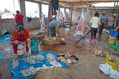 Peruvians gut sheep, offal and sheep heads at the slaughterhouse in Chinchero, Cusco region, Peru,