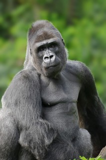 Western lowland gorilla (Gorilla gorilla gorilla), male, silverback, captive, occurring in Africa