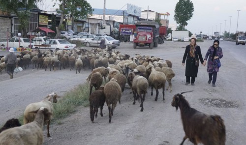 Flock of sheep on a road, Iran, Amol, 17/05/2016, Asia