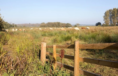 Cattle grazing in wetland water meadow at Eastbridge, Suffolk, England, UK