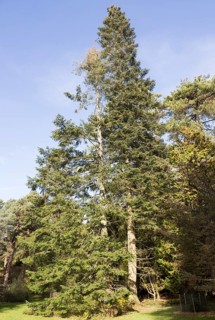 Grand Fir tree, Abies Grandis, National arboretum, Westonbirt arboretum, Gloucestershire, England,