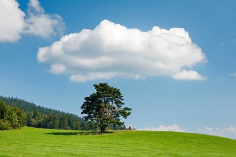 Old pine tree in Oberägeri, Canton Zug, Switzerland, Europe