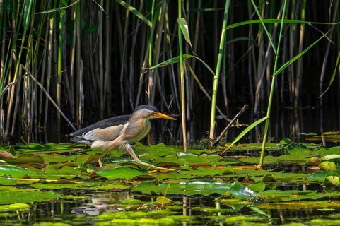 Common little bittern (Ixobrychus minutus, Ardea minuta) adult male walking over water lily pads