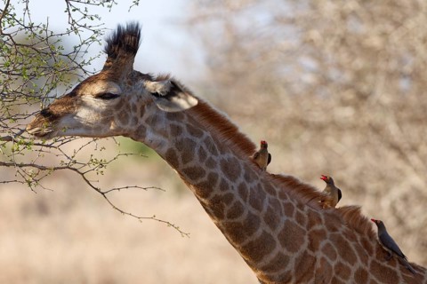 South African giraffe (Giraffa camelopardalis giraffa) with three red-billed oxpeckers (Buphagus