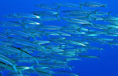 School of Heller's barracuda (Sphyraena helleri), Pacific Ocean
