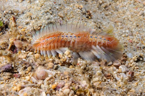 Golden fireworm (Chloeia flava) Bristle worm with pointed poisonous whitish light-coloured