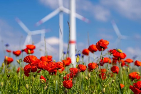 Wind farm, field with flower strips, insect-friendly border of fields with mixed flowers, poppies,