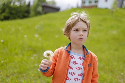 Four year old child with dandelions, Murnau, 19.05.2023