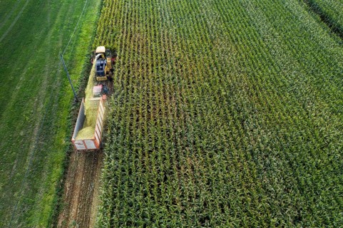 Maize harvest, combine harvester, chopper works its way through a maize field, the silage is pumped