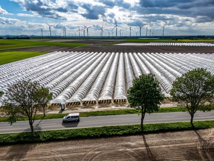 Agriculture, large areas with foil tunnel, for the cultivation of strawberries, freshly cultivated