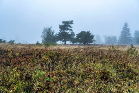 The high heath on the Kahler Asten, mountain in the Sauerland, in autumn fog, Winterberg, North