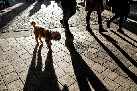 Pedestrians in a pedestrian zone, winter, long shadows, Dortmund, North Rhine-Westphalia, Germany,