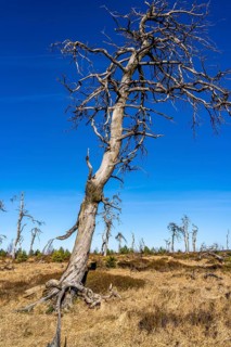 Noir Flohay ghost forest, remnants of a forest fire from 2011 in the High Fens, high moor, in the