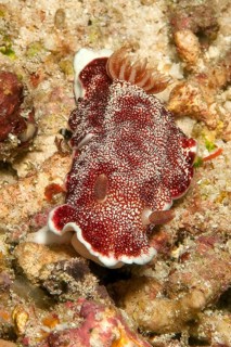 Magnificent star snail (Chromodoris reticulata), nudibranch, nudibranch, hermaphrodite, Pacific,