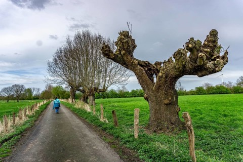 Pollarded willows, after cutting, bare tree, where new willow rods grow on the cut surfaces, in the