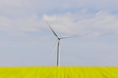 A wind turbine in a rapeseed field, photographed in Vierkirchen, 12/04/2024