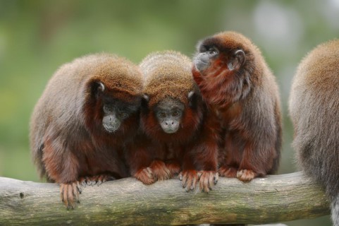 Red jumping monkey or red titi (Plecturocebus cupreus, Callicebus cupreus), captive, occurring in