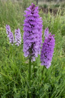 Southern marsh orchid (Dactylorhiza praetermissa), Emsland, Lower Saxony, Germany, Europe