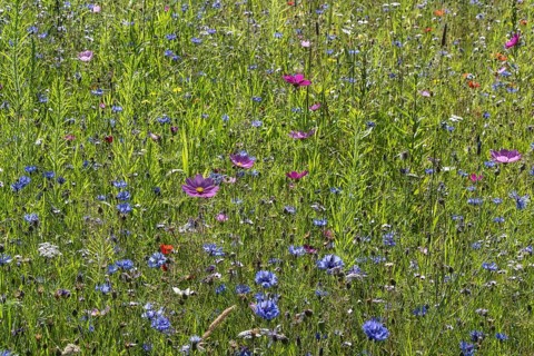 Flower meadow with cornflowers (Centaurea cyanea) and cosmos (Cosmos), Emsland, Lower Saxony,