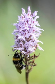 Moorland spotted orchid (Dactylorhiza maculata) with Large earth bumblebee (Bombus terrestris),