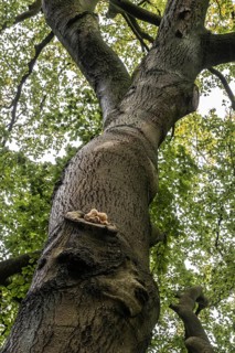 Ringed beech slime moulds (Oudemansiella mucida) on old copper beech (Fagus sylvatica), Emsland,