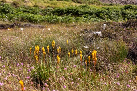 Yellow flowers and grasses in a lush heath with purple flowers and green vegetation, Common