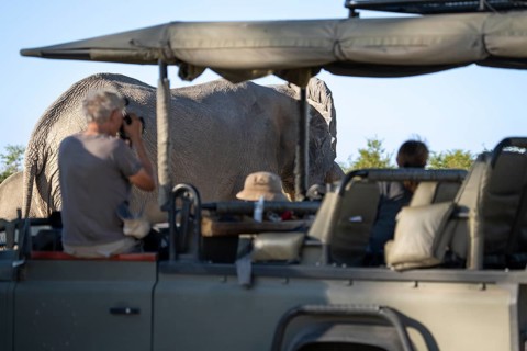 Tourists observing and taking photographs, pictures of an African elephant (Loxodonta africana)