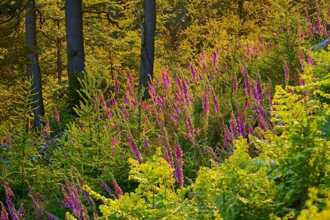 Forest in low mountain landscape in summer at sunset, green plants, ferns and Common foxglove