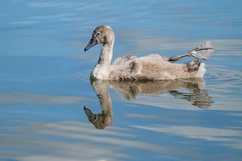 Mute swan (Cygnus olor), young bird swimming on a pond with one leg and foot in resting position,