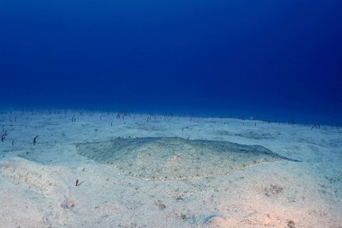 Butterfly ray (Gymnura altavela) camouflaged on the underwater sand under clear blue water. Dive