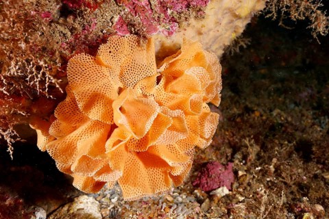 Neptune veil (Reteporella grimaldii) (Reteporella septentrionalis) with structured surface on the