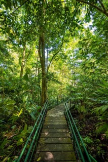Path in the rainforest, dense vegetation, Tortuguero National Park, Costa Rica, Central America