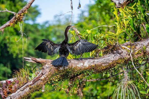 Anhinga (Anhinga anhinga) drying its wings, Tortuguero National Park, Costa Rica, Central America