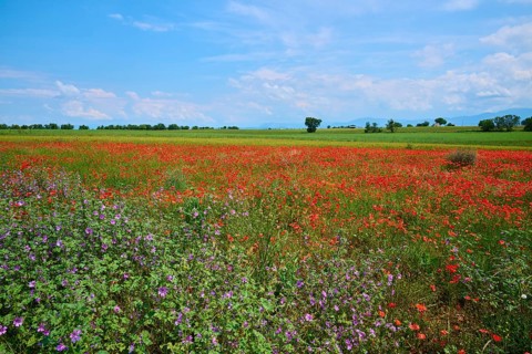 Flower meadow with poppies (Papaver), and sage (Salvia), in the background trees and a slightly