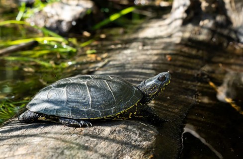 European pond turtle (Emys orbicularis), male, sunbathing, tree trunk, water, Lower Austria