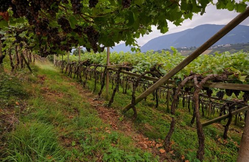 Ripe grapes, grapes, red, hanging on vines, cultivation method pergola training, viticulture,