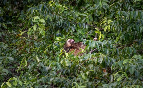 Brown-throated sloth (Bradypus variegatus) sleeping in a tree, Tortuguero National Park, Costa