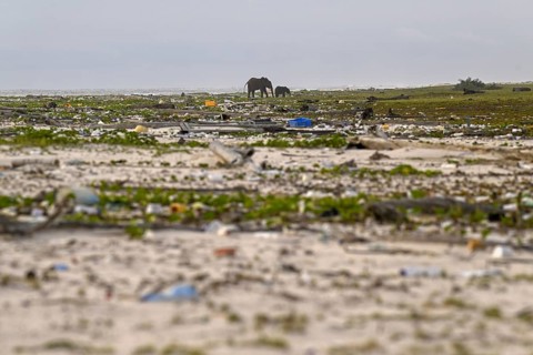 African forest elephants (Loxodonta cyclotis) rummaging through washed-up plastic waste on the