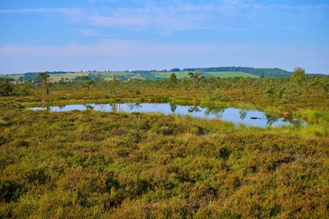 A tranquil moor lake bog eye in a green landscape under a blue sky, Schwarzes Moor, Fladungen,